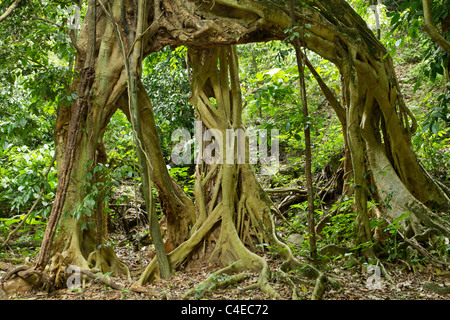 Grand figuier racines dans la forêt tropicale, parc national de Kaeng Krachan, Thaïlande Banque D'Images