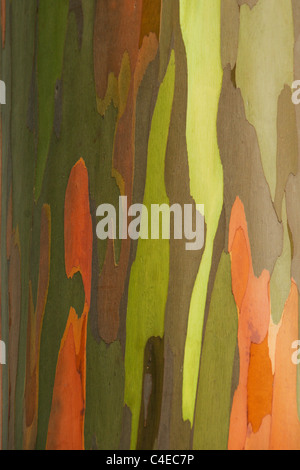 L'écorce d'eucalyptus arc-en-ciel Banque D'Images