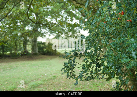 Holly bush dans un domaine avec ferme derrière. Banque D'Images