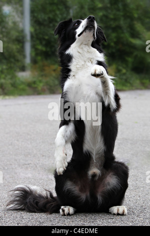 Noir et blanc border collie mendier de la nourriture sur le dos les jambes Banque D'Images