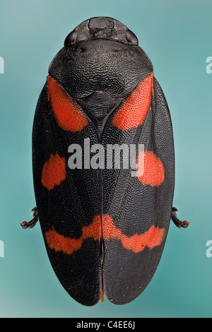 Cercopis intermedia ou froghopper ; froghoppers jump de plante à plante, certaines espèces peuvent sauter jusqu'à 70 cm à la verticale : une performance encore plus impressionnante par rapport au poids que les puces. Banque D'Images