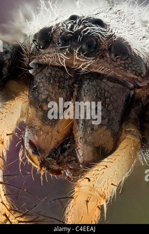 Macro préparé spécimen studio tourné Arachnida Araneae Argiope bruennichi araignée de guêpe Argiope bruennichi ou araignée de guêpe; comme d'autres membres de la fmily d'argiope, il montre des marques noires et jaunes frappantes sur son abdomen. C'est l'un des deux argiopes trouvés en Espagne Banque D'Images