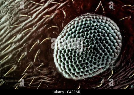 Close up d'une fourmi œil composé, texture de la ommatidium peut être apreciatted Banque D'Images