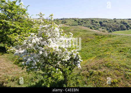 L'aubépine en fleurs au printemps à côté du sentier Cotswold Way National sur Haresfield Hill, Gloucestershire, Angleterre, Royaume-Uni Banque D'Images