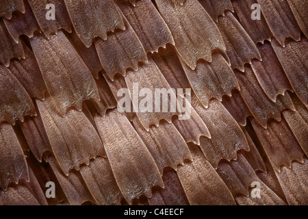 Pèse-personne à partir d'un papillon de la famille Kallima, ces papillons ressemblent à des feuilles sèches, texture de la balance peut être apreciatted Banque D'Images