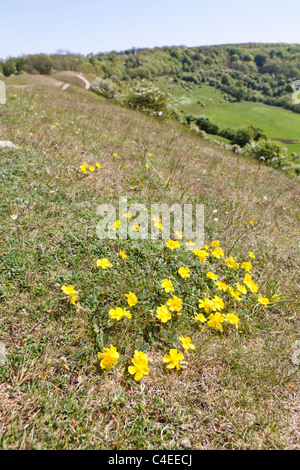 La roseraie des rochers fleurit sur la prairie de calcaire à côté du sentier national de Cotswold Way sur Haresfield Hill, Gloucestershire, Royaume-Uni Banque D'Images