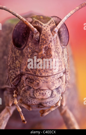 Portrait de Grasshoper ; il a un très rare symbole nucléaire comme vertex Banque D'Images