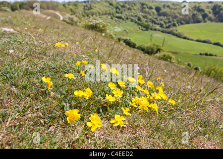 La roseraie des rochers fleurit sur la prairie de calcaire à côté du sentier national de Cotswold Way sur Haresfield Hill, Gloucestershire, Royaume-Uni Banque D'Images