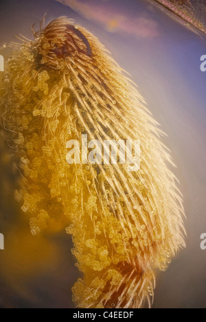 Beaucoup de de pollen dans cette patte, sur le coin en haut à droite, vous pouvez voir une partie d'une aile sur l'acarien parasite Banque D'Images