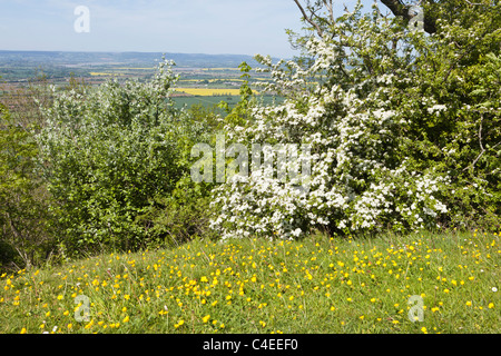 L'aubépine en fleurs au printemps à côté du sentier Cotswold Way National sur Haresfield Hill, Gloucestershire, Angleterre, Royaume-Uni Banque D'Images