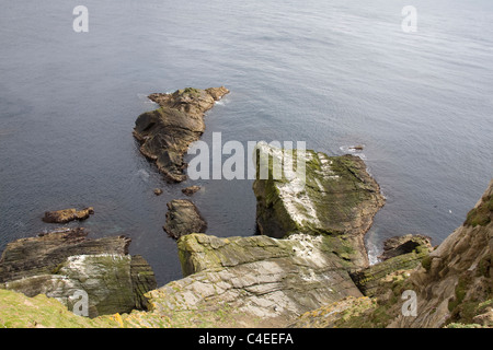 Îles Shetland en Écosse à la recherche vers le bas sur les rochers de la tête' Établissement"Sumburgh accueil à la nidification des oiseaux de mer Banque D'Images