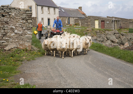 Îles Shetland Ecosse peut Farmer riding quad Femme chien de troupeaux de moutons groupe le long de la route à voie unique Ness de Melby Banque D'Images