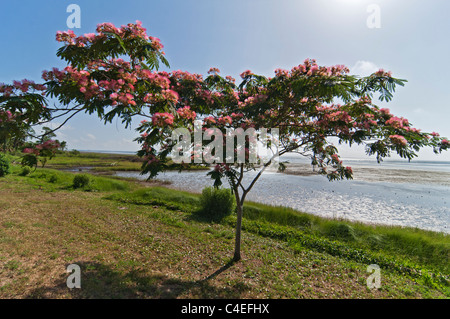 La Floride ou mimosa soie persans arbre en fleur le long de la Baie d'Apalachicola. Banque D'Images