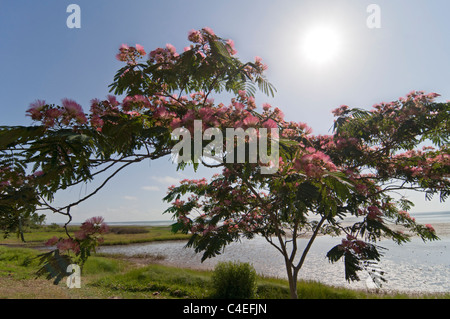 La Floride ou mimosa soie persans arbre en fleur le long de la Baie d'Apalachicola. Banque D'Images