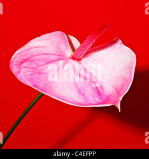 Flamand Rose ANTHURIUM FLEUR Banque D'Images