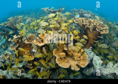 Un stand de Elkhorn coral est d'une grande variété de poissons à Jardines de la Reina à Cuba. Banque D'Images