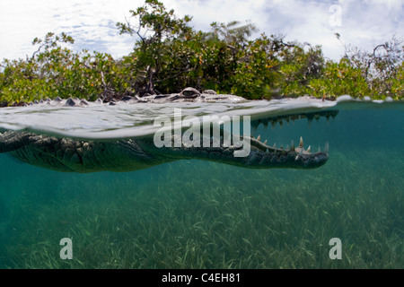 Une vue sur l'eau d'un crocodile cubain nageant à travers une forêt de mangrove à Cuba. Banque D'Images