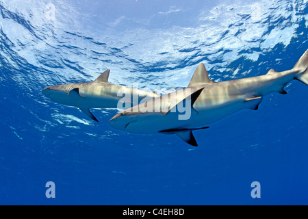 Requin de récif des Caraïbes à Jardines de la Reina à Cuba. Banque D'Images