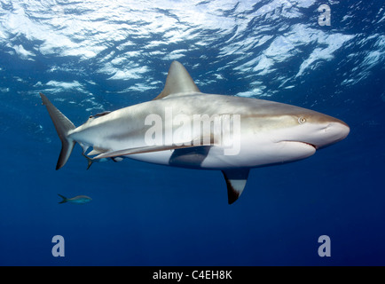 Requin de récif des Caraïbes à Jardines de la Reina à Cuba. Banque D'Images