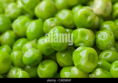 Pois verts frais lavés avec de l'eau Banque D'Images