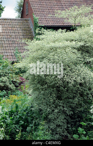 Cornus alternifolia 'Argentea' AGM Banque D'Images