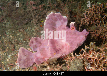 Paddle-Flap Rhinopias eschmeyeri Scorpénidés.() Détroit de Lembeh (Indonésie). Banque D'Images