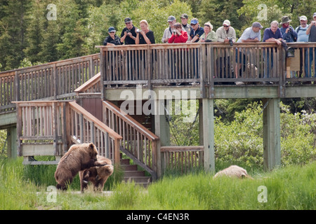 Les touristes voir et photographier l'OURS BRUN (GRIZZLI) à partir d'une plate-forme d'observation.(Ursus arctos horribilis).Katmai National Park Banque D'Images