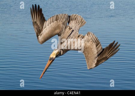 Pélican brun plonge pour poissons.(Pelecanus occidentalis).Bolsa Chica Wetlands, Californie Banque D'Images