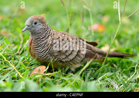 Zebra Dove, ou sol Dove Banque D'Images