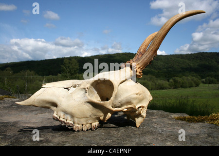 Bois d'un crâne et de deux ans, le chevreuil Capreolus capreolus Buck, Cumbria, Royaume-Uni Banque D'Images