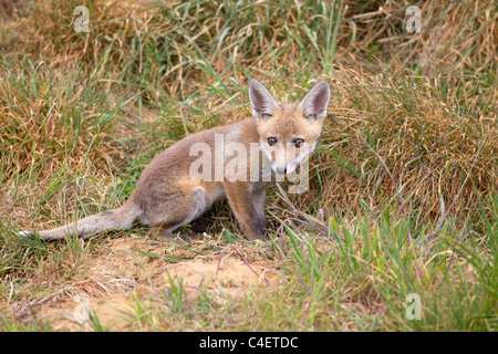 Fox cub Vulpes vulpes s'aventurant hors du coin-détente dans les terres agricoles Banque D'Images