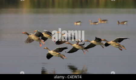 Oie cendrée, oie cendrée (Anser anser), groupe à propos de se poser sur l'eau. La Hongrie. Banque D'Images