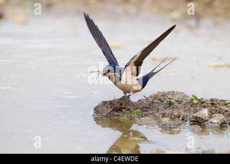 Swallow Hirundo rustica de la boue pour la construction du nid Banque D'Images