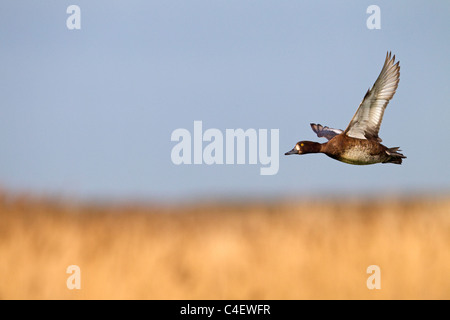 Fuligule morillon Aythya fuligula femme en vol Banque D'Images