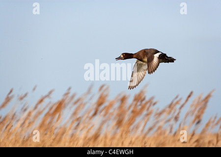 Fuligule morillon Aythya fuligula femme en vol Banque D'Images