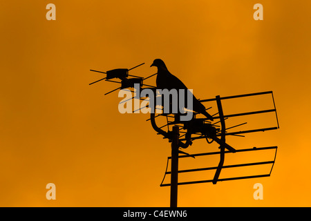 Pigeon ramier Columba palumbus perché au lever du soleil sur l'antenne de télévision Banque D'Images