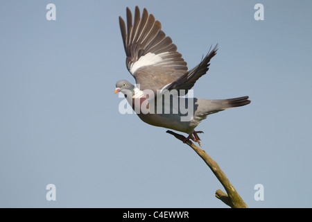 Pigeon ramier Columba palumbus décollant de tree Banque D'Images