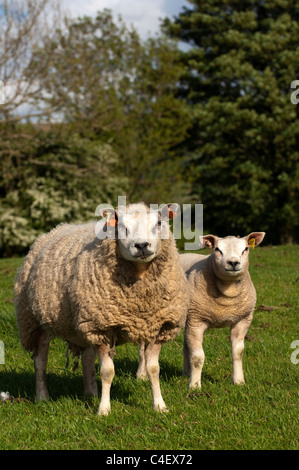 Arbre généalogique Joseph loegel jet avec de l'agneau brebis à pied. Banque D'Images