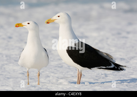 Great Black-retour (Larus marinus). Deux adultes debout sur la neige. Banque D'Images