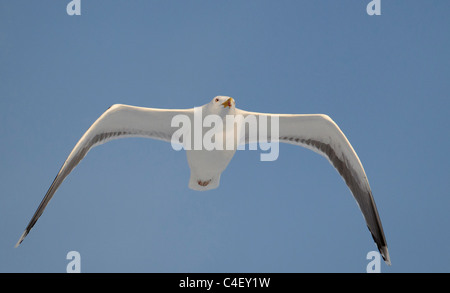 Great Black-retour (Larus marinus), les adultes en vol, vu de face. Banque D'Images