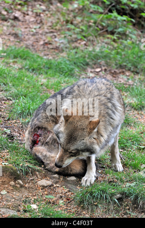 Européenne subalterne Loup gris (Canis lupus) blessé au-dessus de queue après lutte à dominante mâle alpha, forêt de Bavière, Allemagne Banque D'Images