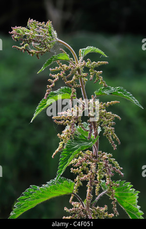 L'ortie commune / ortie (Urtica dioica) en fleurs Banque D'Images