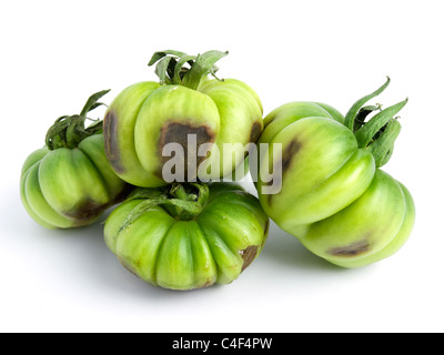 Plusieurs immatures pourris de tomates vertes sur fond blanc. Banque D'Images