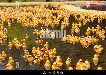 LOS GATOS, CA, USA - Le 12 juin : Les duckies en caoutchouc sont de leur été à la 4e course de canards dans la Silicon Valley Vaso Banque D'Images