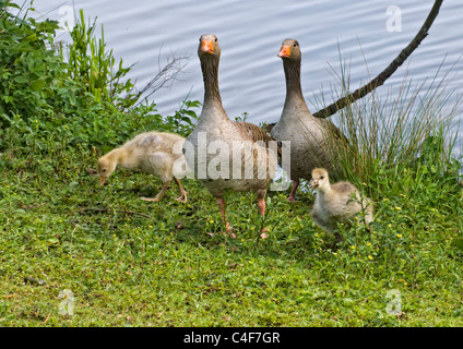 Oie cendrée famille à bord de l'eau marche, et le pâturage dans l'herbe Banque D'Images