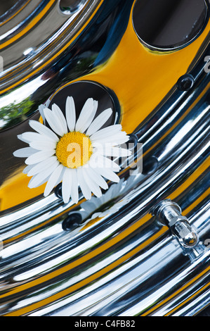 Leucanthemum vulgare. Oxeye daisy dans une voiture sur mesure roue chromée Banque D'Images