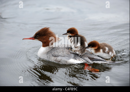 Grand Harle canard femelle avec ses canetons Banque D'Images