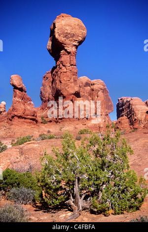 Des formations rocheuses avec Pin Pinyon.Arches National Park, Utah.. Banque D'Images