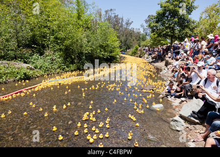 LOS GATOS, CA, USA - Le 12 juin : Les duckies en caoutchouc sont de leur été à la 4e course de canards dans la Silicon Valley Vaso Banque D'Images