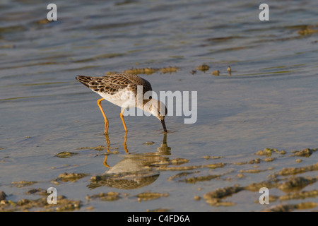 Le Combattant varié (Philomachus pugnax) nourrir aucun plumage nuptial Banque D'Images